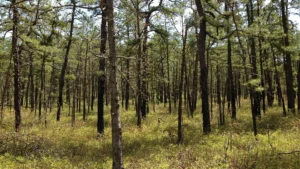 Brendan T. Byrne State Forest
