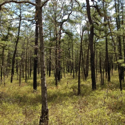 Brendan T. Byrne State Forest