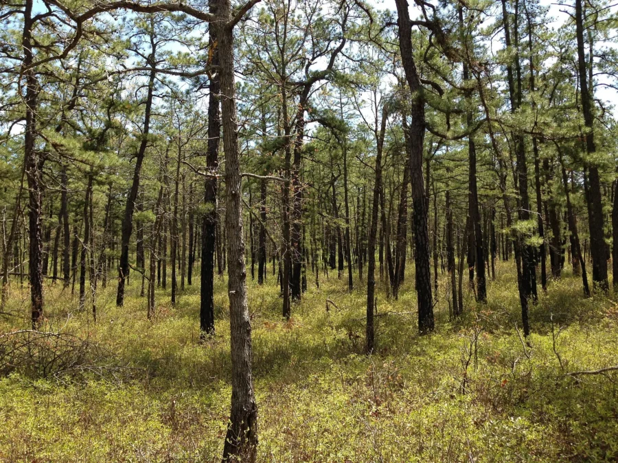 Brendan T. Byrne State Forest (New Jersey)