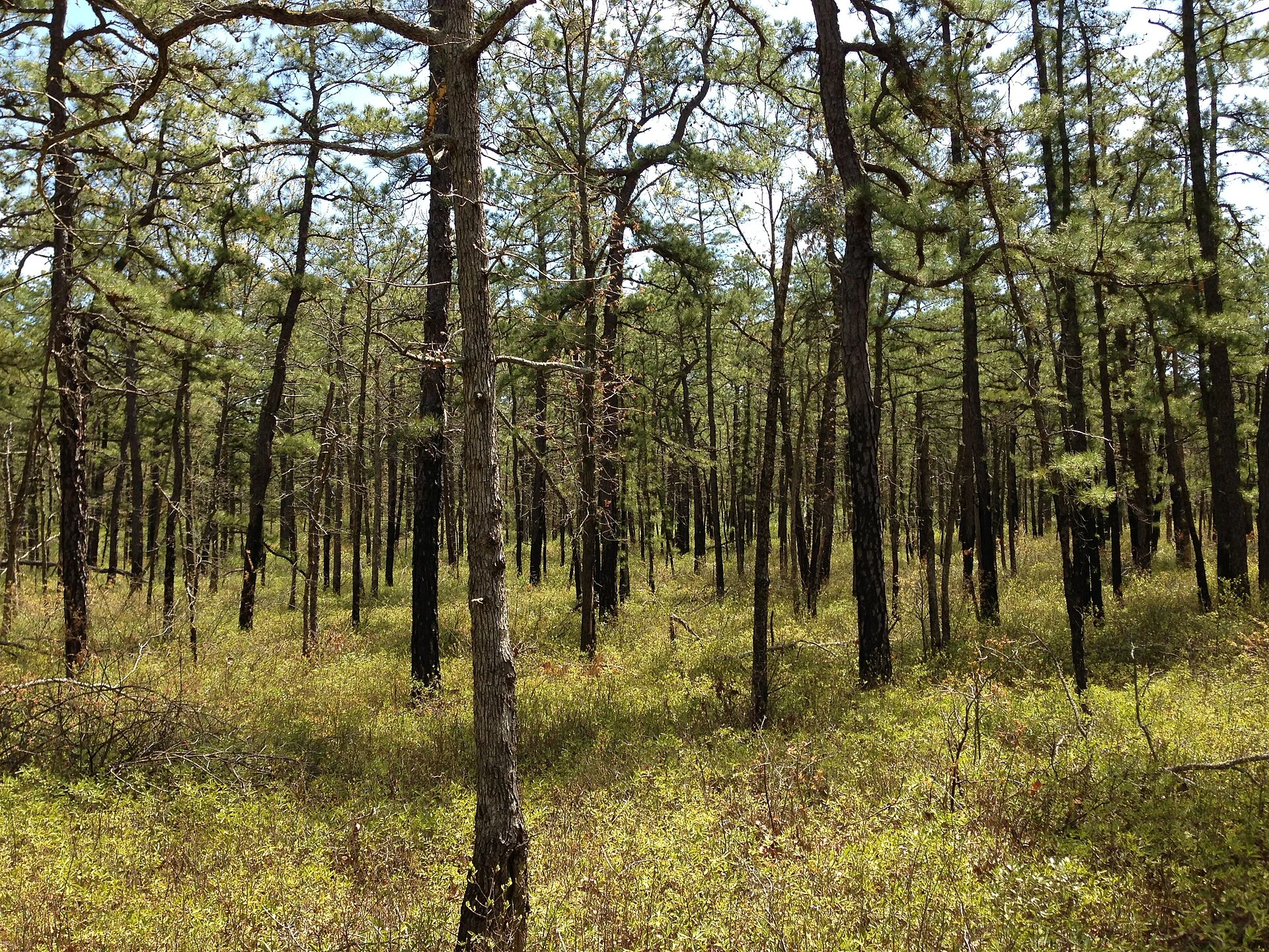 Brendan T. Byrne State Forest