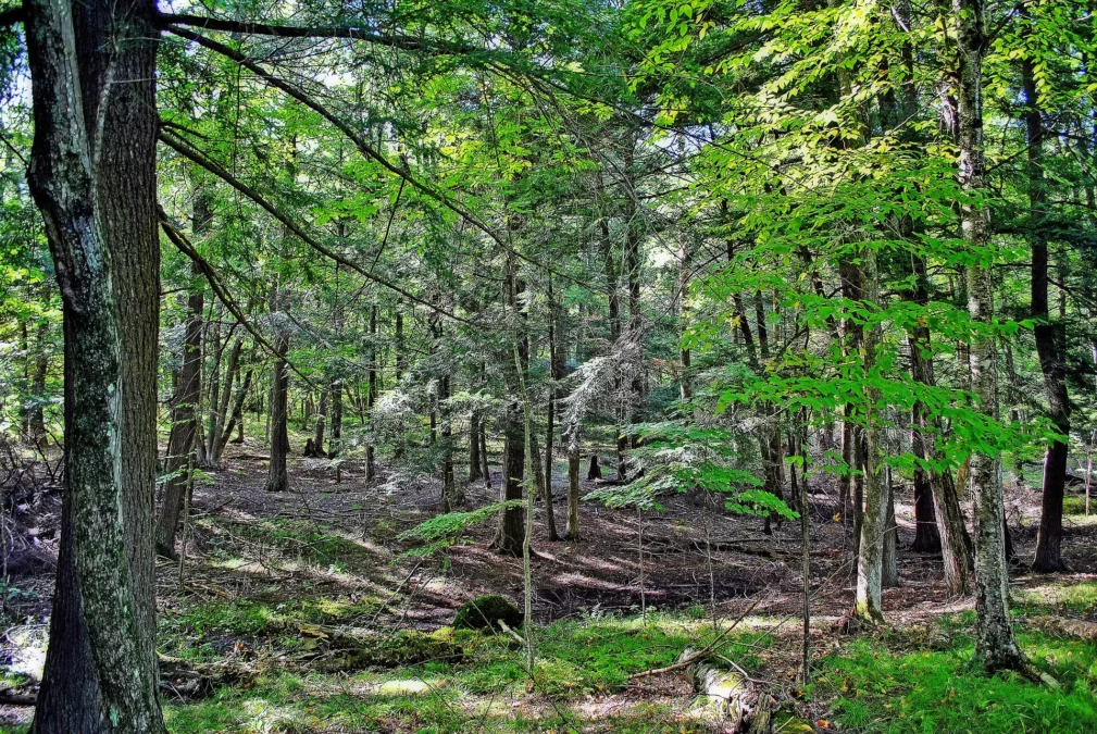 Brunet Island State Park (Wisconsin)