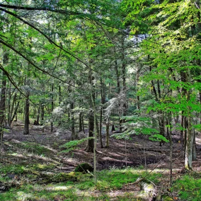 Brunet Island State Park