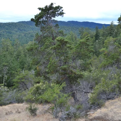 Butano State Park