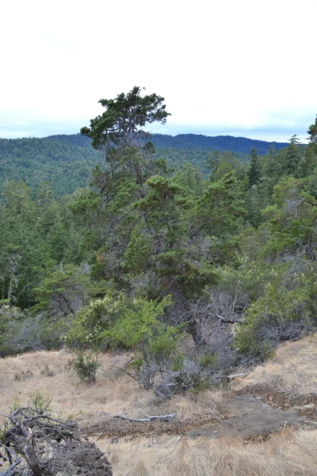 Butano State Park 37 Butano State Park (California)