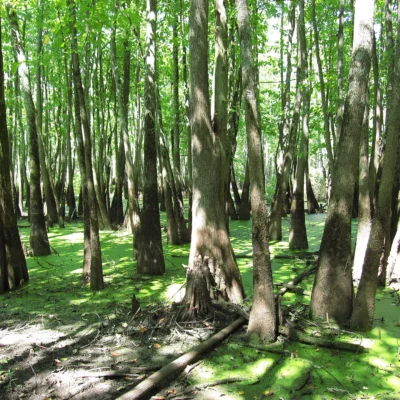 Cache River SNA