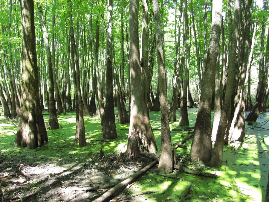 Cache River SNA (Illinois)