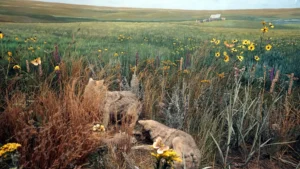 Cayler Prairie State Preserve