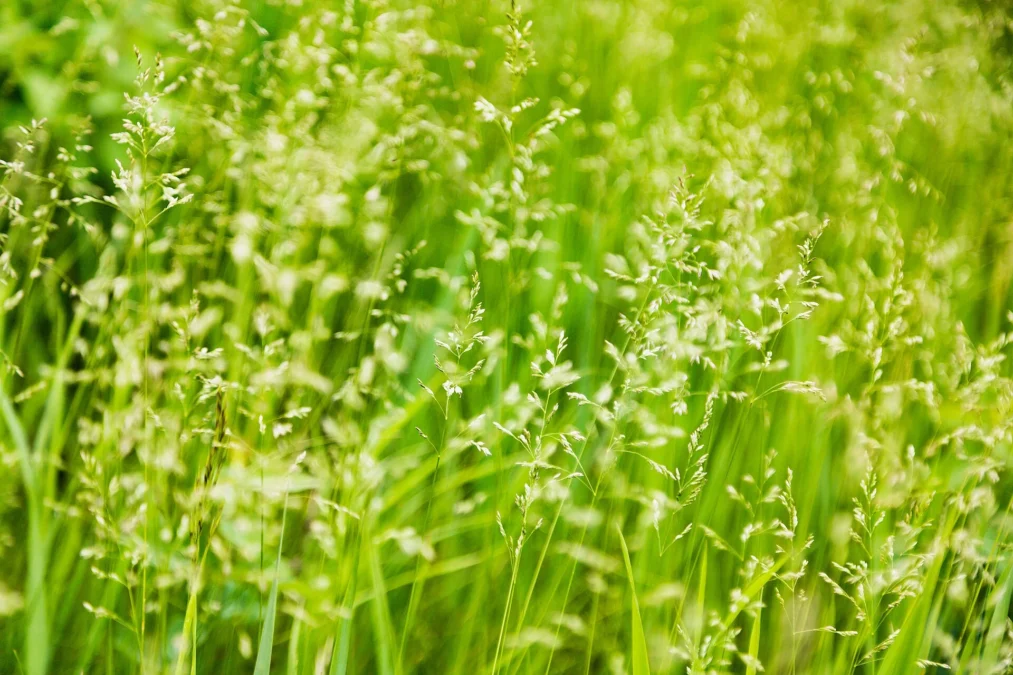 Charles A. Lindbergh State Park 12 Charles A. Lindbergh State Park (Minnesota)