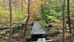 Cockaponset State Forest