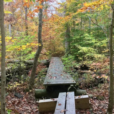 Cockaponset State Forest