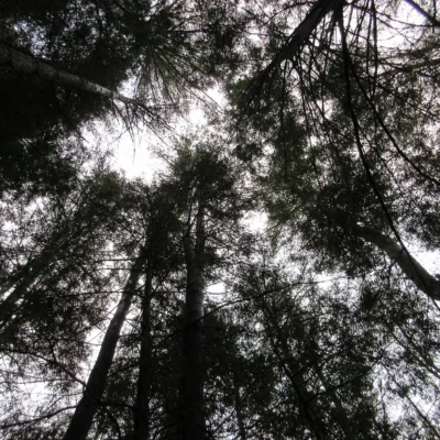 Cook Forest State Park