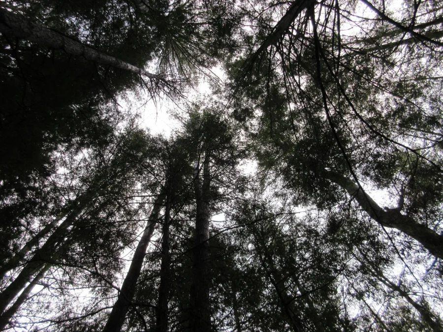Looking up into the tall forest canopy at Cook Forest State Park, Pennsylvania