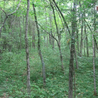 Cowan Lake State Park