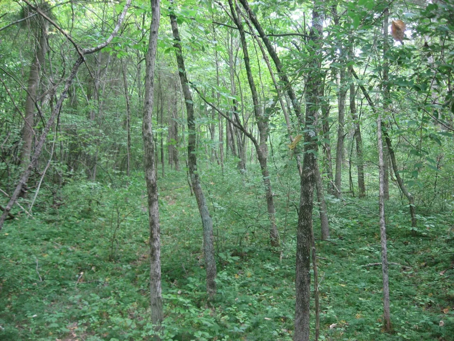 Cowan Lake State Park (Ohio)