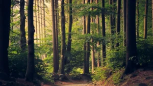 Above All State Park