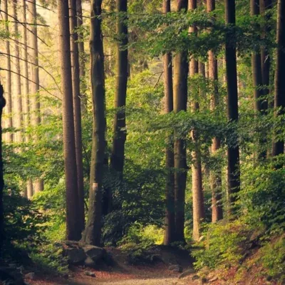Heery Woods State Park