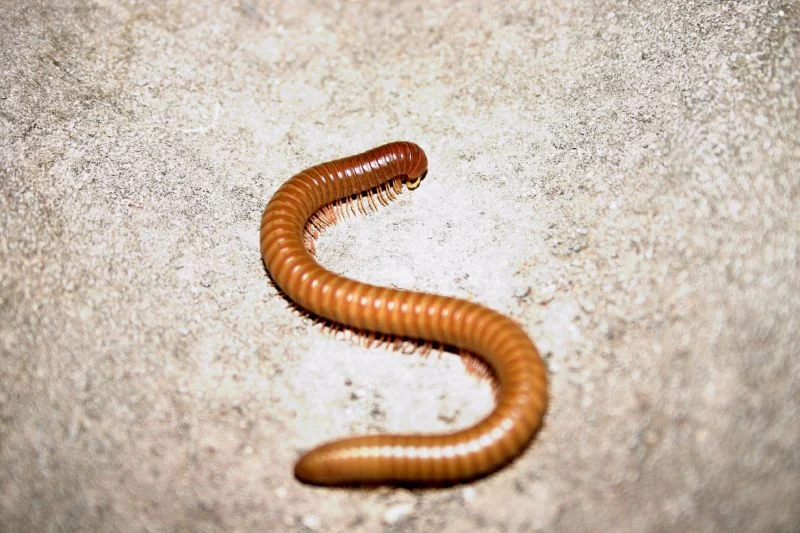 Devils River State Natural Area (Texas)