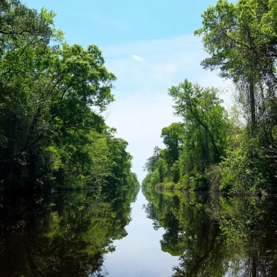Dismal Swamp State Park