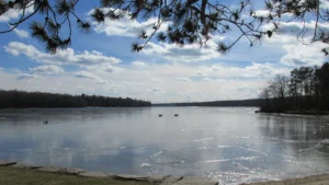 Douglas State Forest