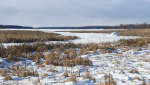 Drummond Island State Forest