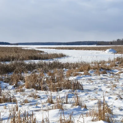 Drummond Island State Forest