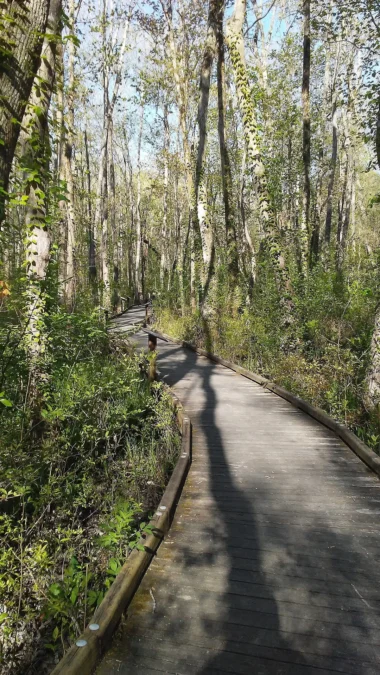 Boardwalk through Ebenezer Swamp Ecological Preserve in Shelby County, Alabama
