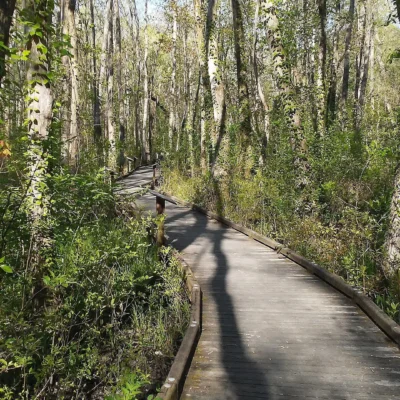 Ebenezer Swamp Ecological Preserve