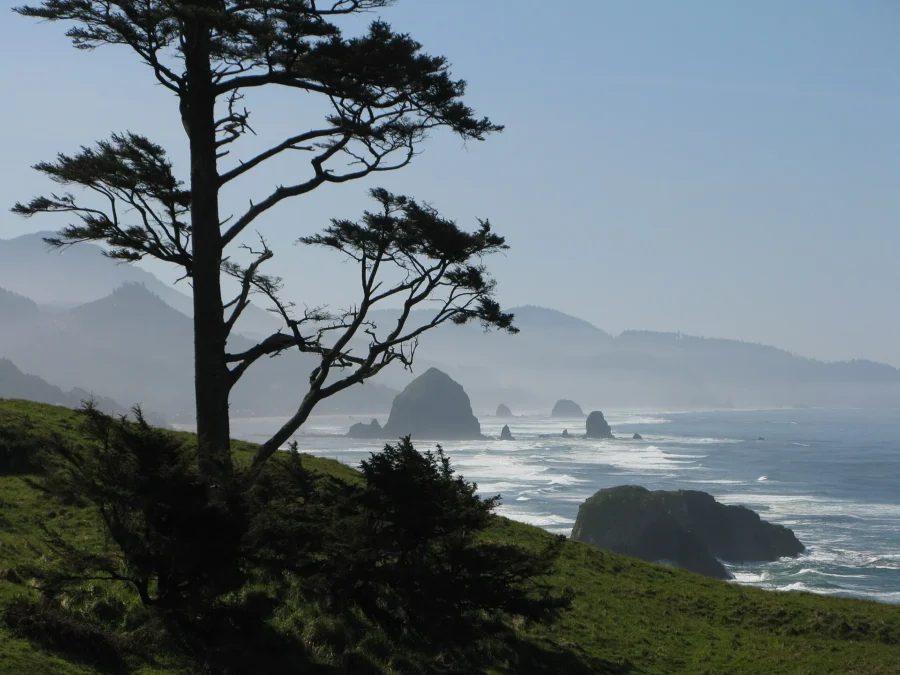 Ecola State Park 46 Haystack Rock and the misty Oregon coast seen past a windswept spruce at Ecola State Park, Oregon