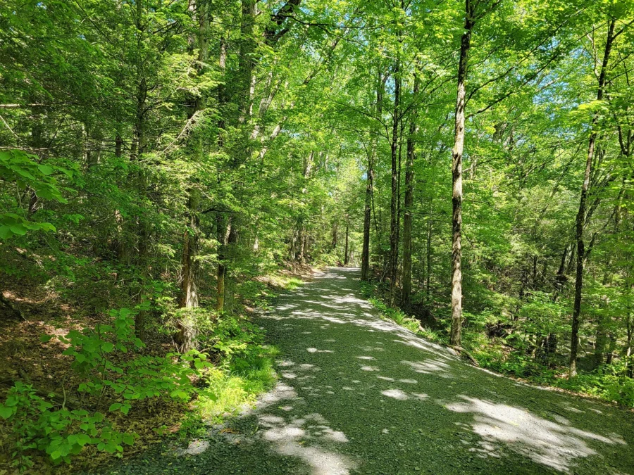 Enders State Forest (Connecticut)