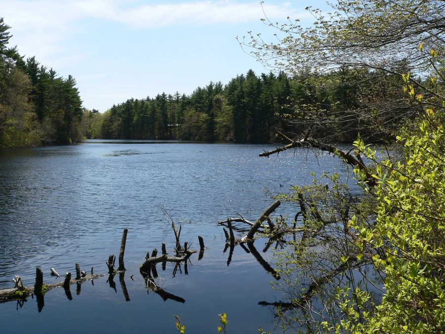 F. Gilbert Hills State Forest (Massachusetts)