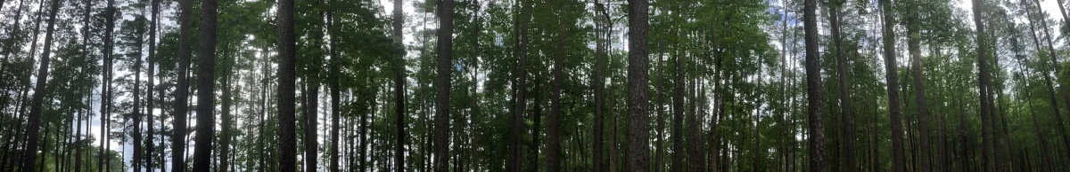 Falls Lake State Recreation Area (North Carolina)