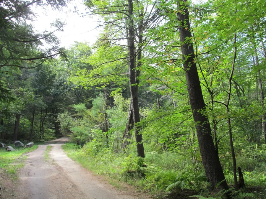 Federated Women's Club State Forest (Massachusetts)