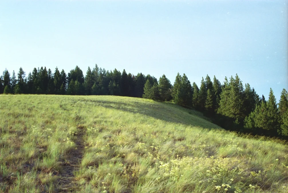 Grassy meadow with a footpath below a line of conifers, Fields Spring State Park, Washington