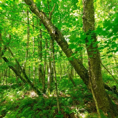 Flambeau River State Forest