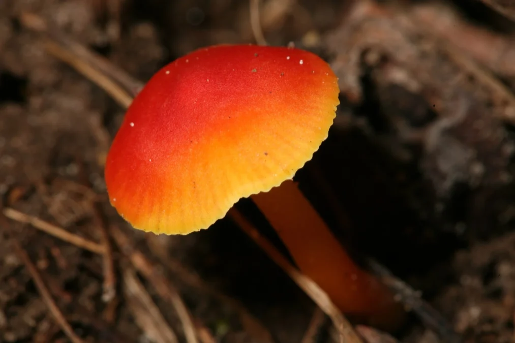 Fox Ridge State Park (Illinois)