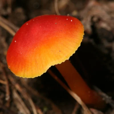 Fox Ridge State Park