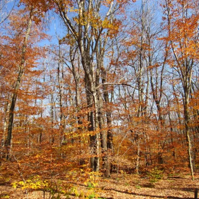 Gallitzin State Forest