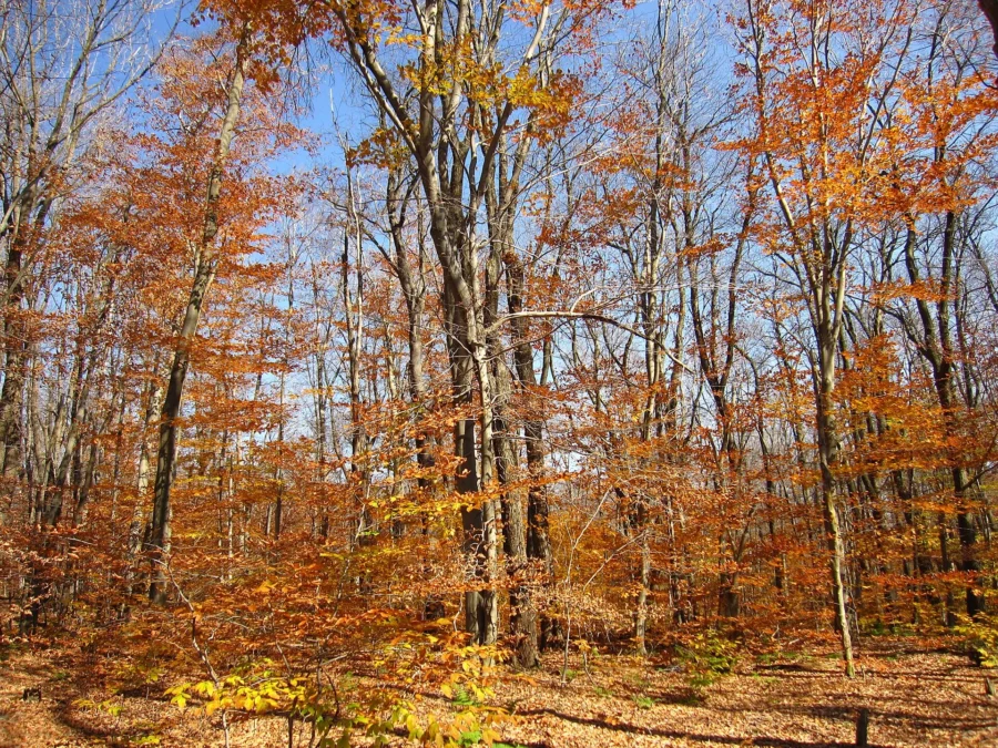 Gallitzin State Forest (Pennsylvania)