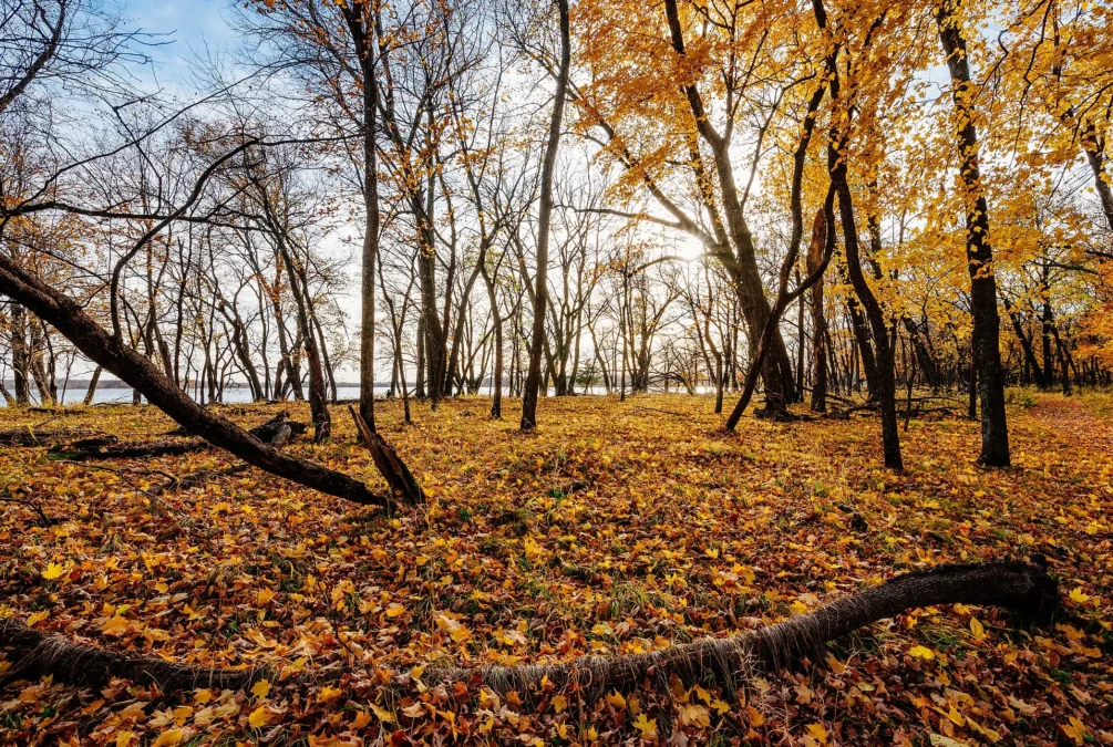 Autumn forest along the Hiking Club trail on Annie Battle Lake in Glendalough State Park, Minnesota