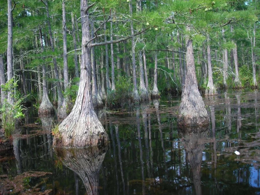 Goodale State Park (South-Carolina)