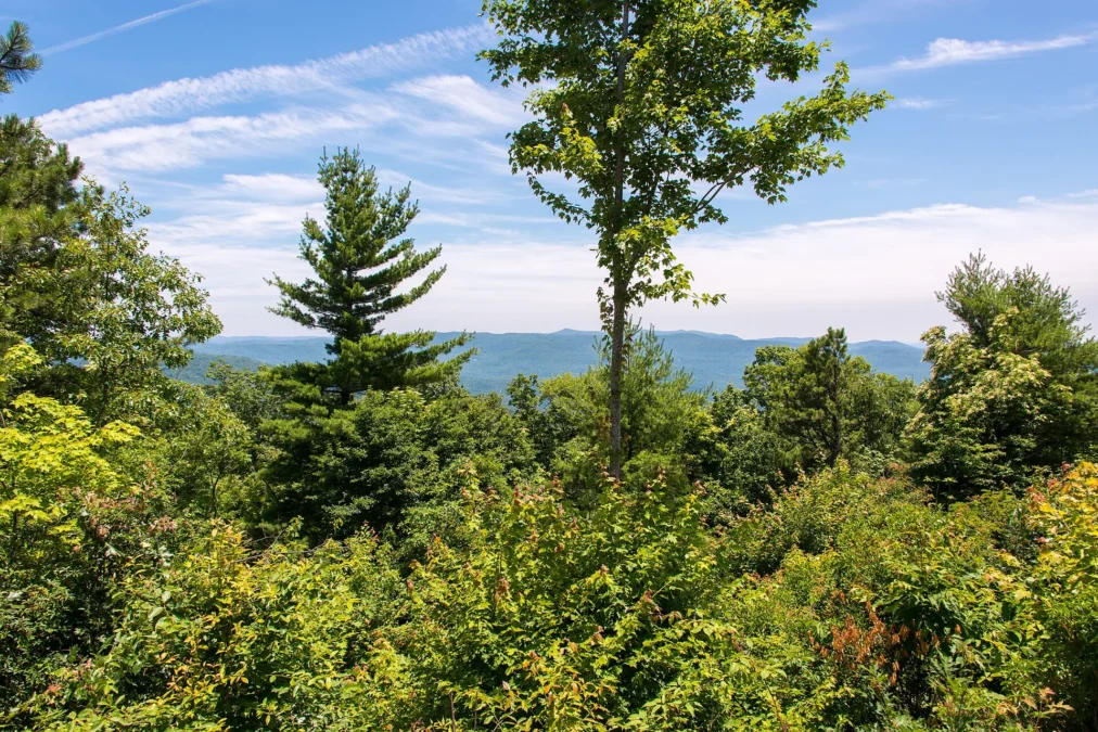 Gorges State Park 20 Trees and blue ridges seen from an overlook in Gorges State Park, North Carolina
