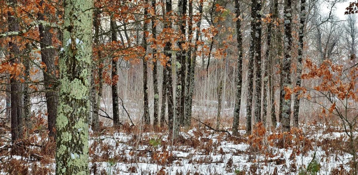 Governor Thompson State Park (Wisconsin)
