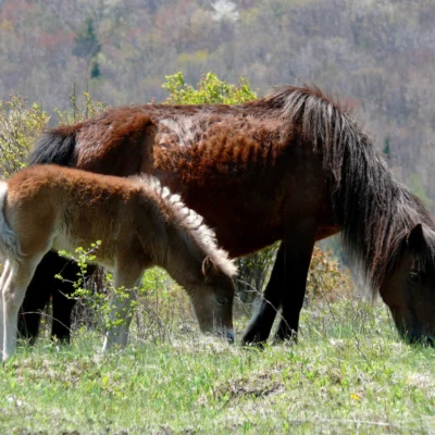 Grayson Highlands State Park