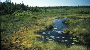 Great Heath