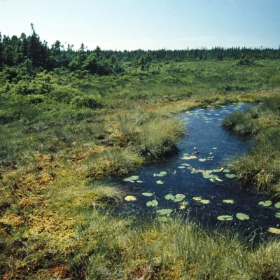 Great Heath