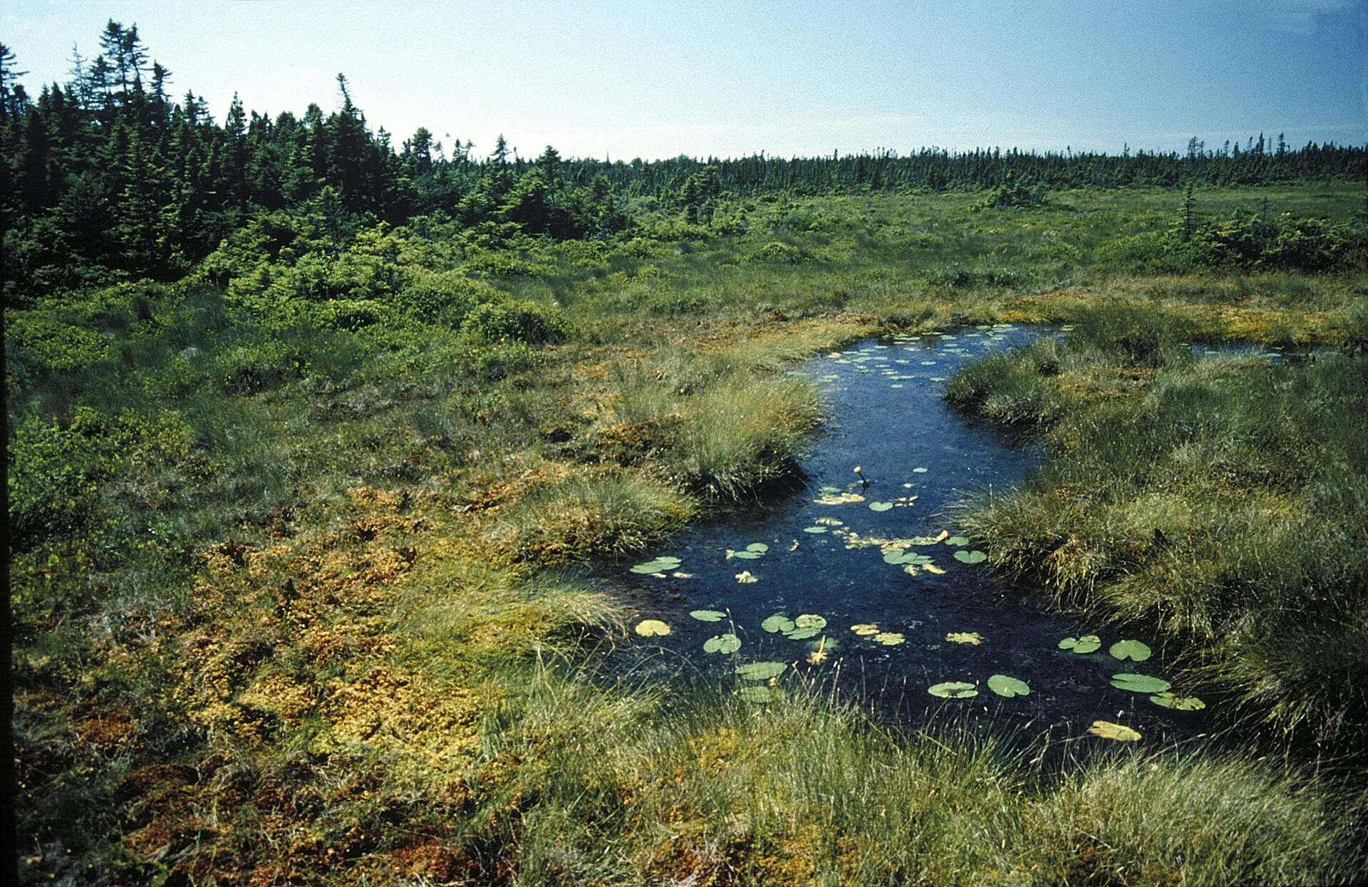 Great Heath
