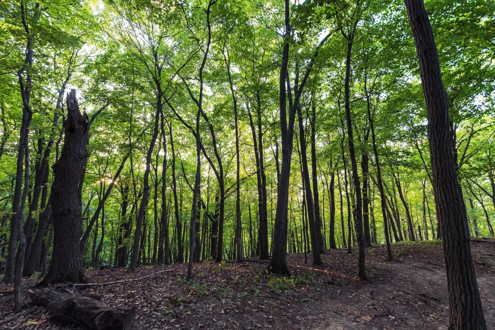 Great River Bluffs State Park (Minnesota)