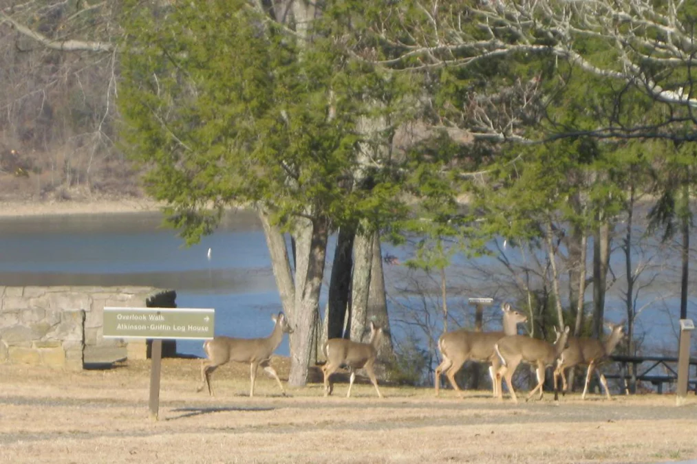 Green River Lake State Park (Kentucky)
