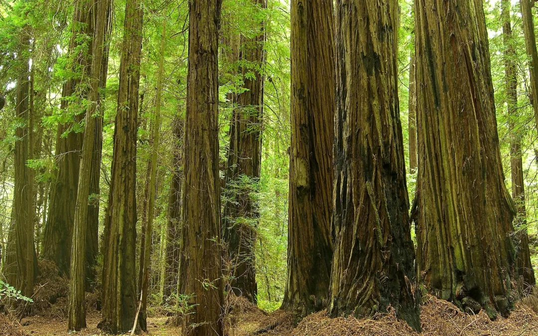 Grizzly Creek Redwoods State Park 45 Coast redwood trunks in Grizzly Creek Redwoods State Park, California