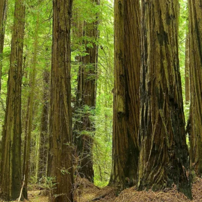 Grizzly Creek Redwoods State Park